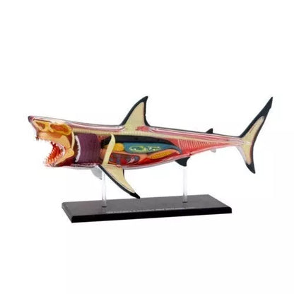 DIDŽIOJO BALTOJO RYKLIO ANATOMIJOS MODELIS